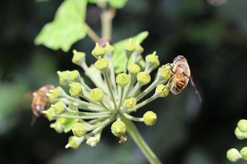 Permaculture Practices