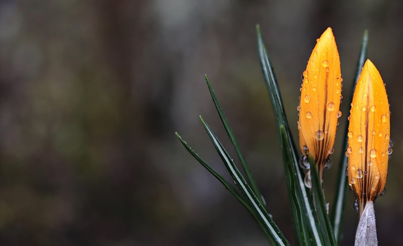 Spring gardening